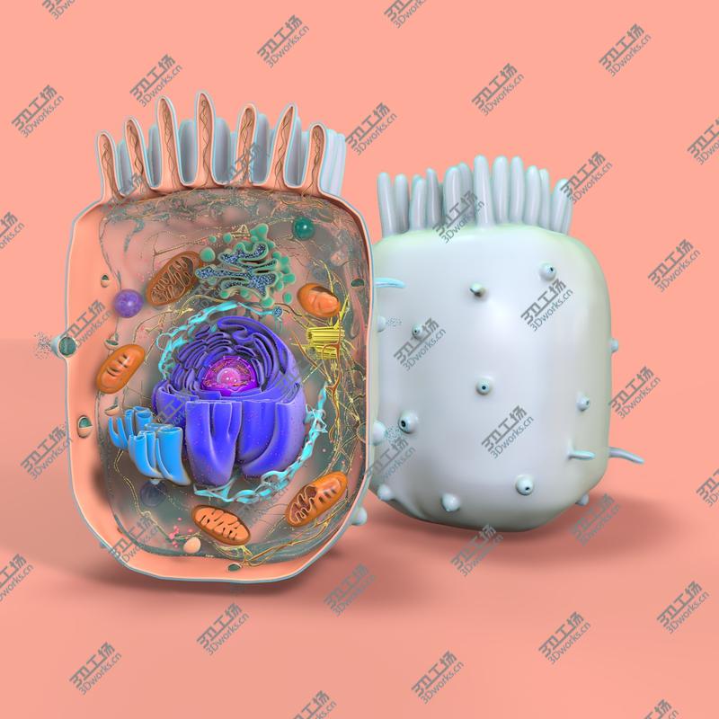 images/goods_img/202104091/Animal Cell(1)/2.jpg